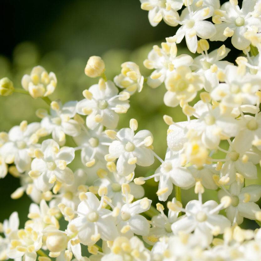 Elderflower