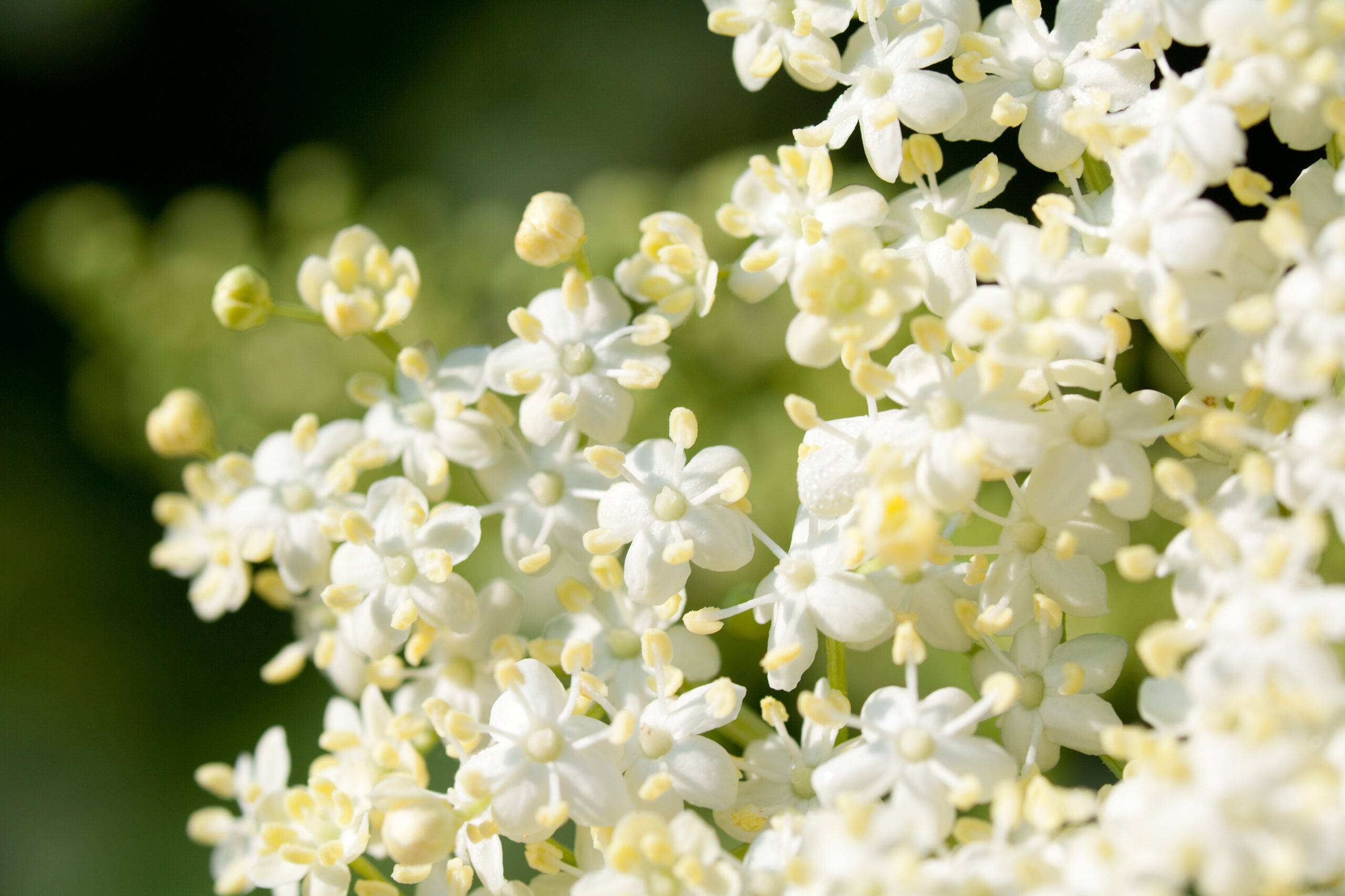 Elderflower