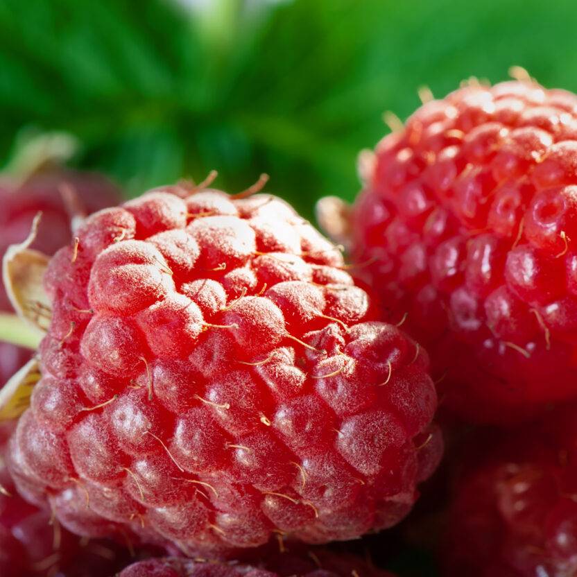 Raspberries