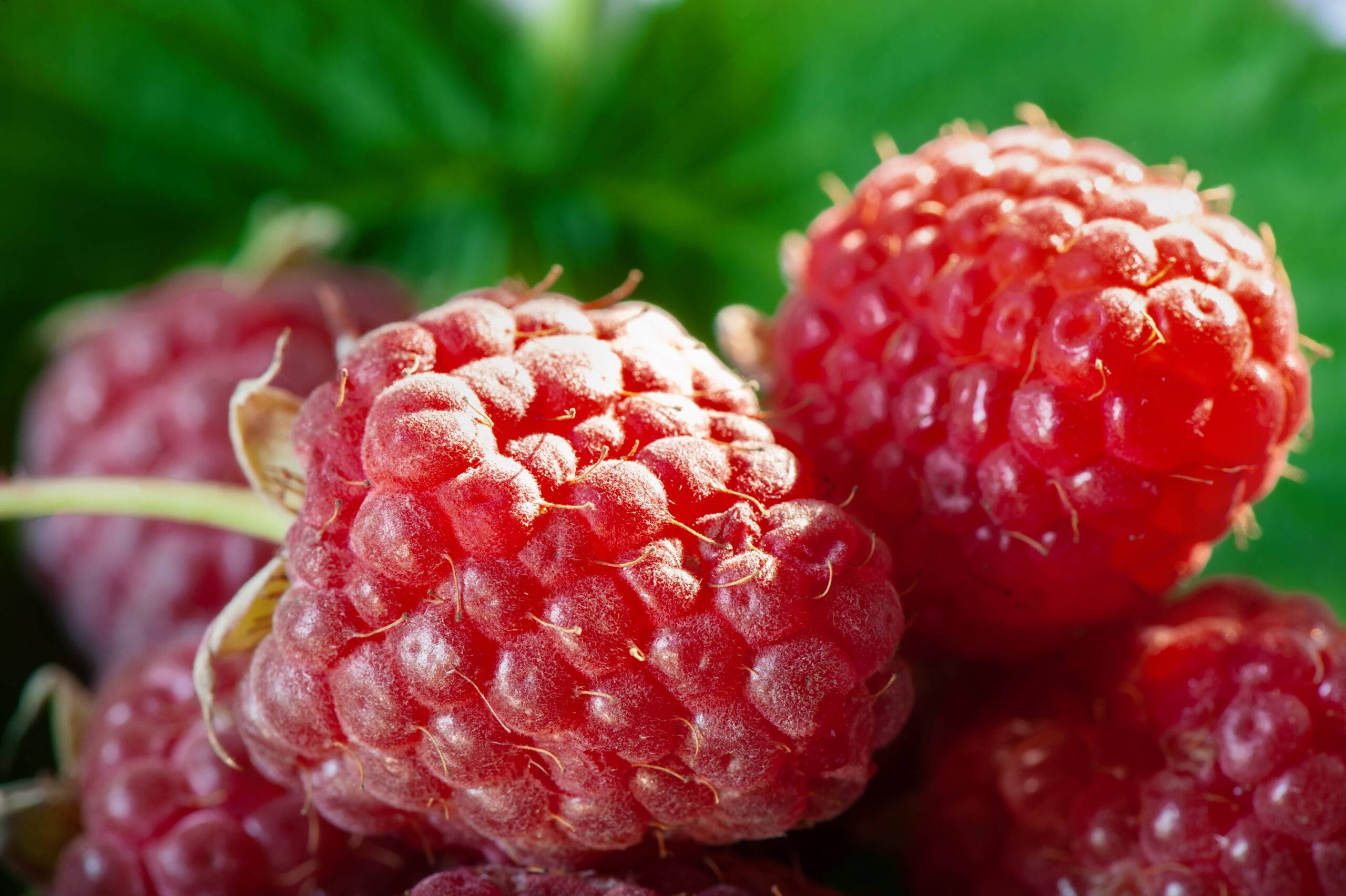 Raspberries