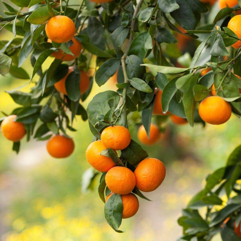 Orange tree