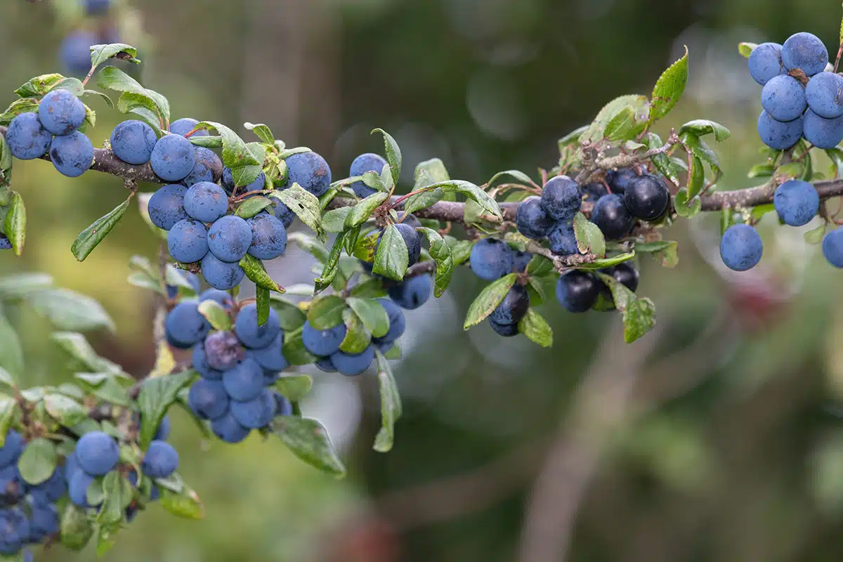 Sloe Berries